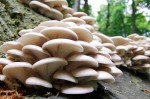 जङ्गली च्याउ सेवनबाट दुई बालबालिकाको मृत्यु, एक गम्भीर बिरामी